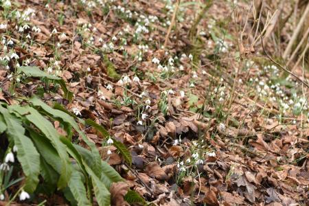 Gnezdilnice Radulja 7